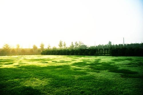 假草坪与真草坪有什么作用?