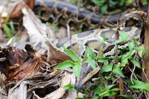 梦见大蟒蛇是什么征兆?