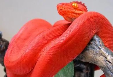 中国鸡冠蛇真的存在吗？