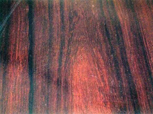 卢氏黑黄檀与微凹黄檀相比哪个好?