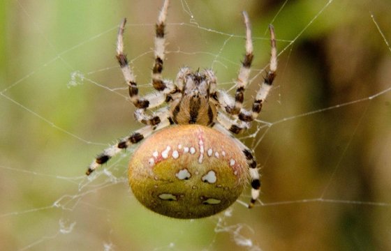 世界上最大的蜘蛛有多大？