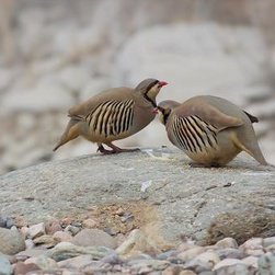 石鸡属于国家保护动物吗？