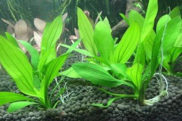 水草的种类有哪些?