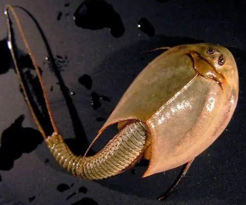 甘肃农田发现“鲎虫”,这是一种什么生物?