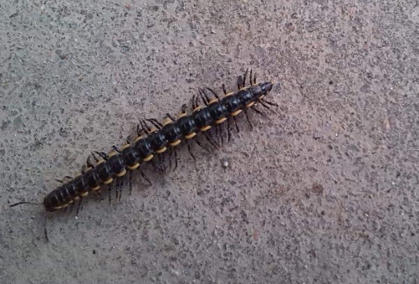 如何消灭家中的蚰蜒?