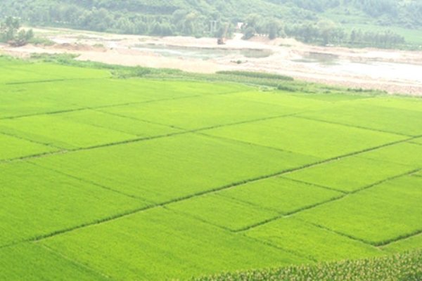 什么叫籼型杂交水稻?