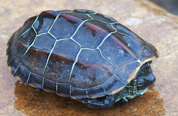 如何在家饲养草龟？