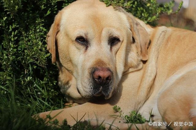 狗狗的年龄怎么算?