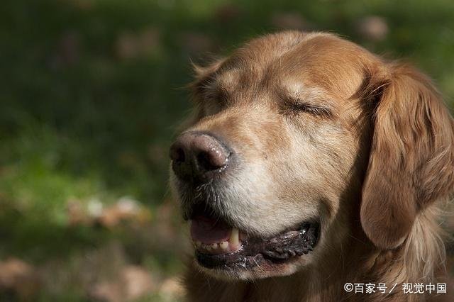 狗狗的年龄怎么算?