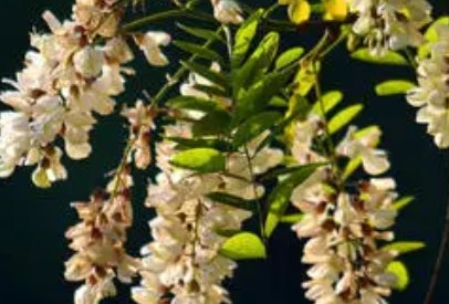 田园女孩啥意思