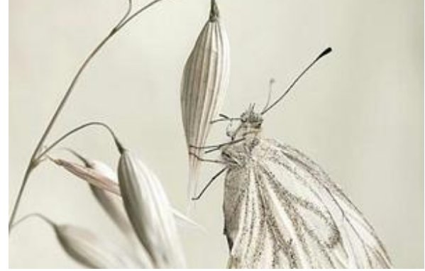 咏素蝶诗运用哪些手法咏素蝶诗 古诗文网咏素蝶诗作者