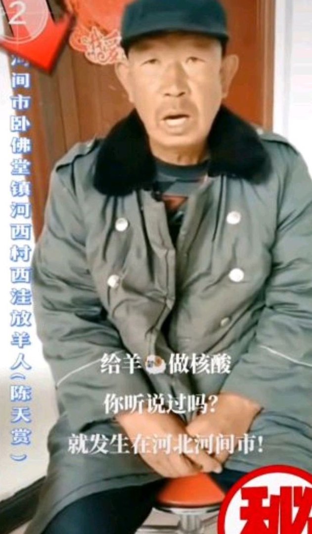 给羊做核酸事件是怎么回事?