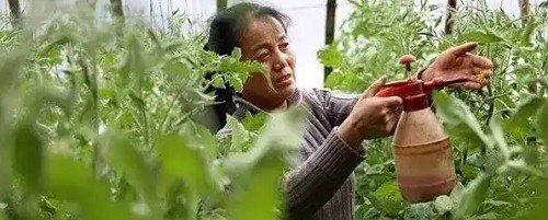 西红柿的种植方法和管理技术