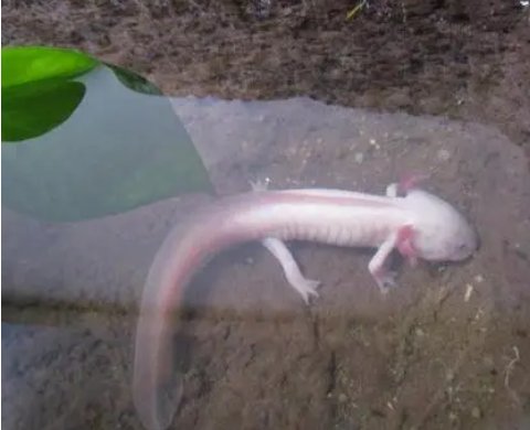 娃娃鱼吃什么食物？食肉的吗？