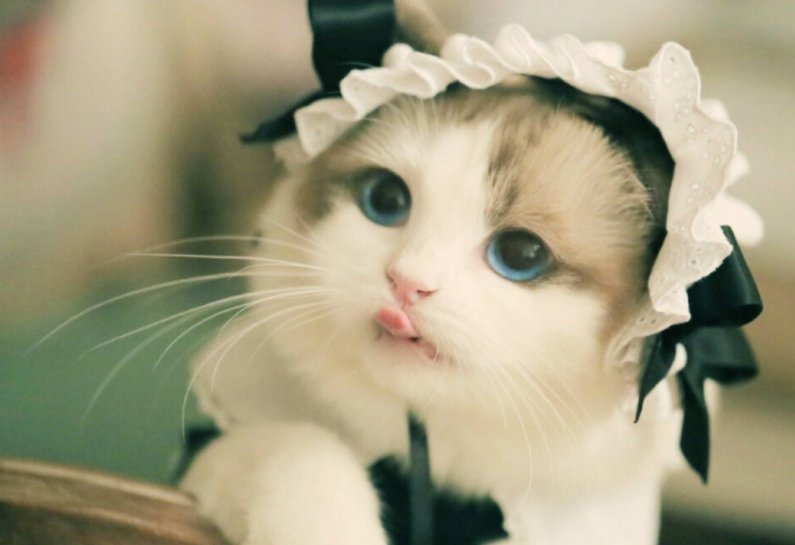 家有萌宠下一句怎么说