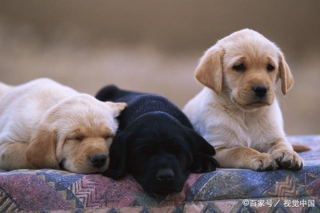 狗狗的年龄怎么算?