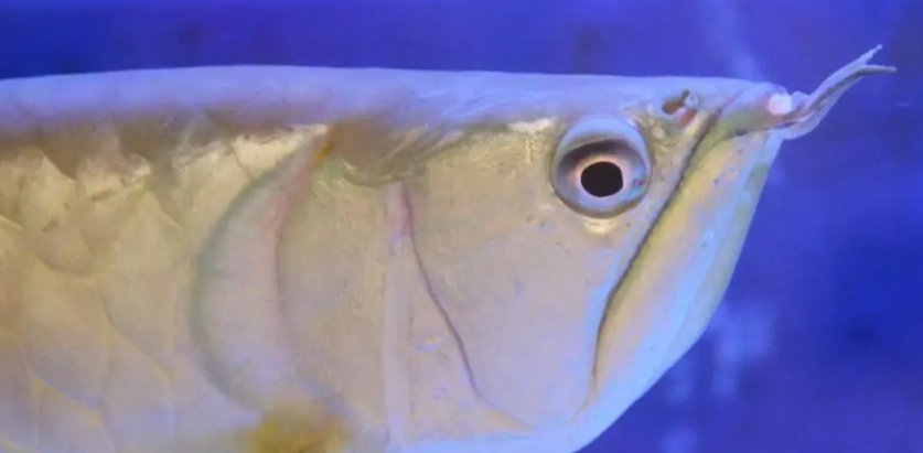 银龙鱼大概多少钱一条?