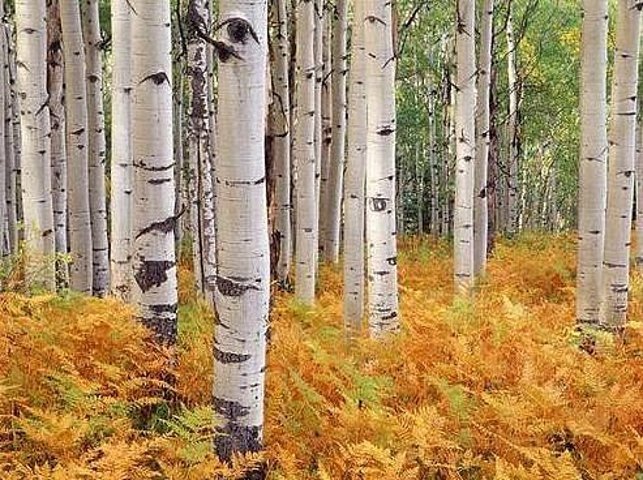 snow-white是什么意思