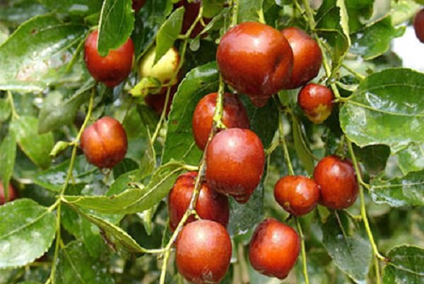 泰山特产有哪些?