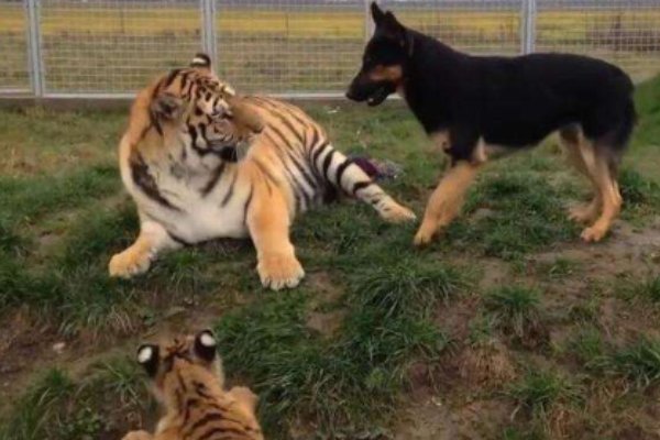 龙游浅水遭虾戏全诗是什么?