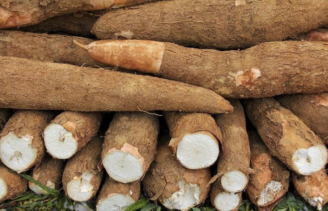 木薯的功效与作用