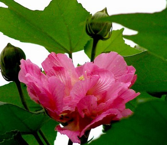 芙蓉花的花语是什么