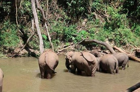 大象迁徙的原因？
