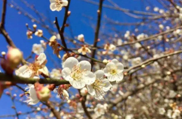 与梅花有关的古诗有哪些？