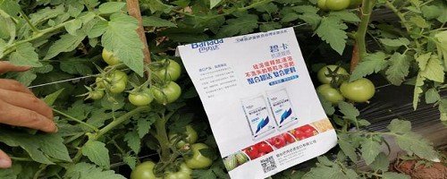 西红柿的种植方法和管理技术