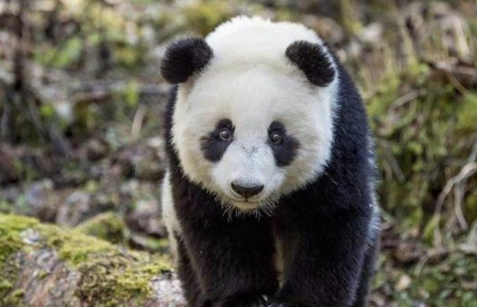 大熊猫降级为二级还是国宝吗?