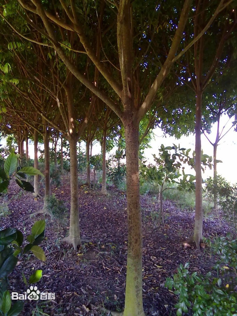 仁面树的树木简介