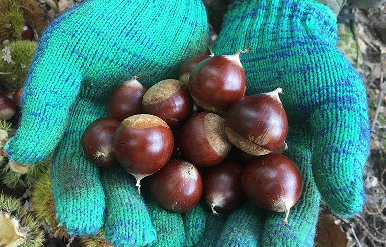 吃板栗有什么好处?