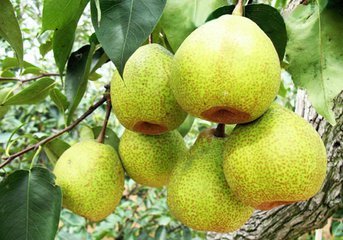 中国哪些地方产梨?