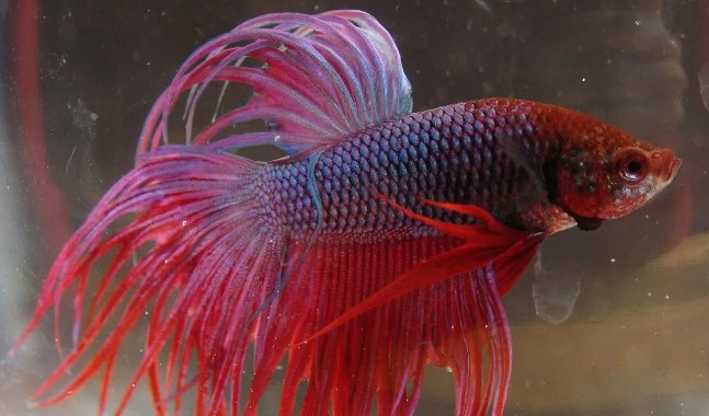 斗鱼一般多少钱啊