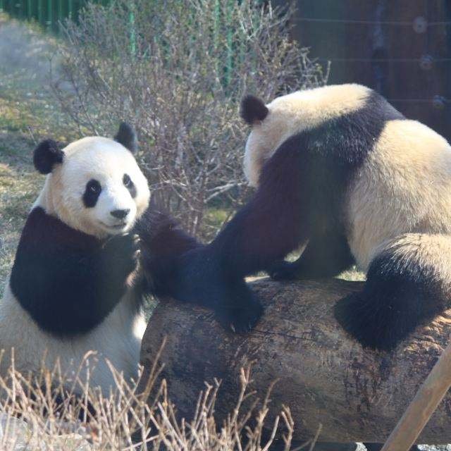 大连大熊猫跟游客击掌后有何表现？