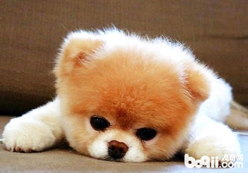 狗狗的常见疾病有哪些