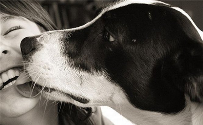 狗狗喜欢舔人是什么原因？