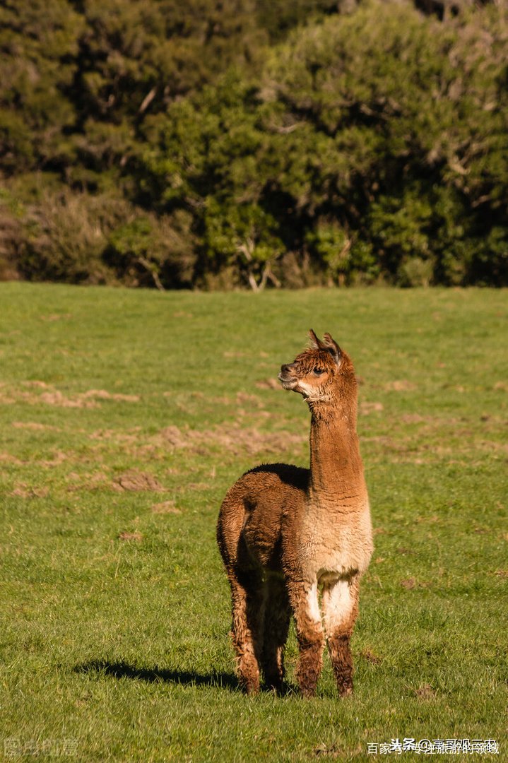 “神兽”羊驼,究竟是羊还是驼?
