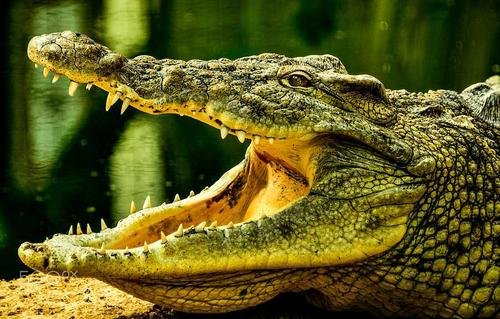 鳄鱼有没有舌头