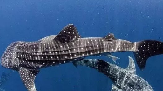 鲨鱼凶猛排名榜是怎么样的？