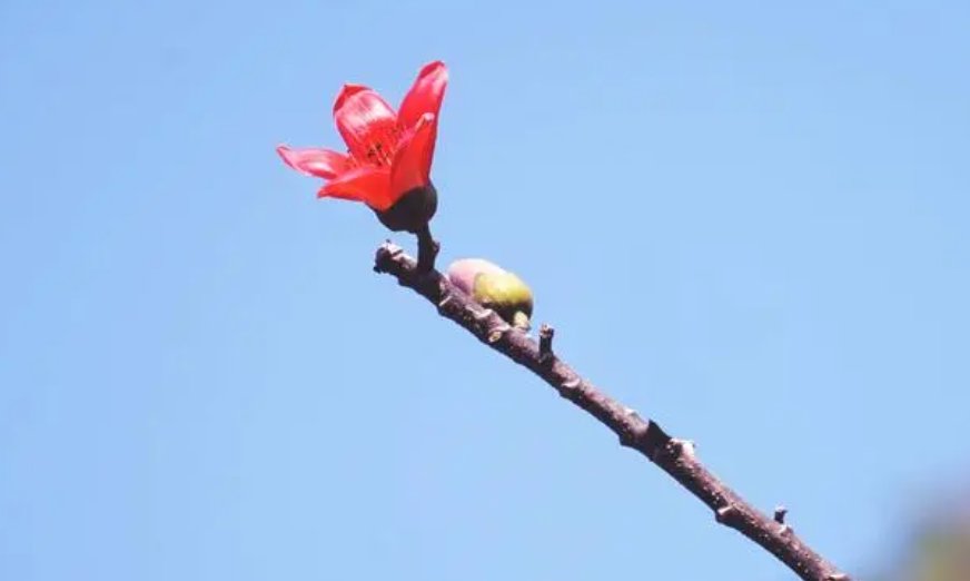 一枝独秀意思解释是什么?