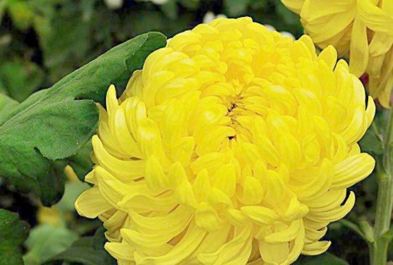 黄菊花的花语是什么，黄菊花有什么寓意