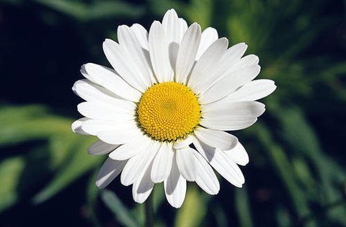 洋甘菊水有什么护肤作用？