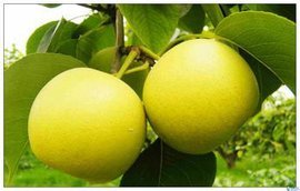 中国哪些地方产梨？