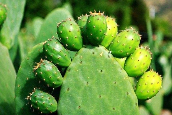 火龙果和仙人掌有什么区别？