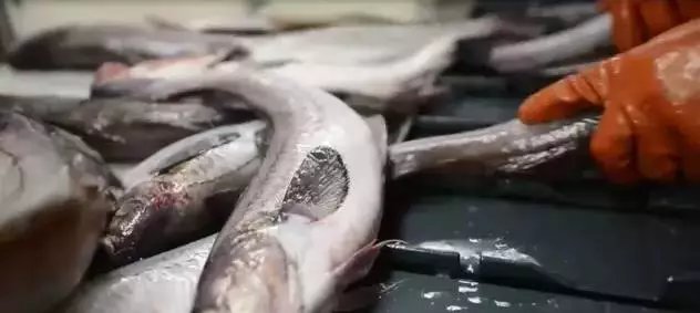 一般吃火锅时涮的蟹棒,它的主要原材料是什么?