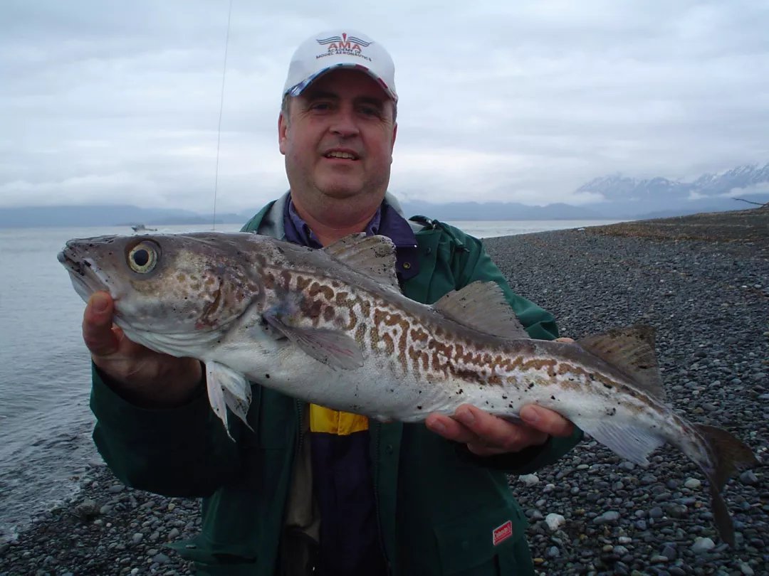 一般吃火锅时涮的蟹棒,它的主要原材料是什么?