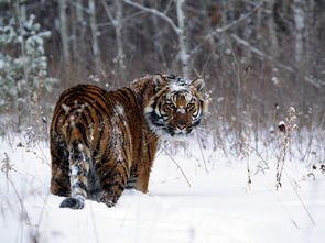 野生东北虎猎食飞扑咬住护院大狗，野生东北虎的战斗力有多强大？