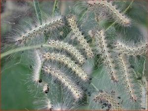 有人知道这是啥虫子吗，毛毛虫？黑色的