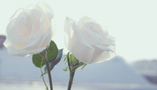 33朵白玫瑰花语是什么 33朵白玫瑰花语代表什么